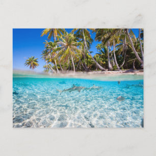Tropical island under and above water postcard