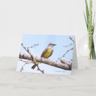 Tropical Kingbitrd-1-05 Card
