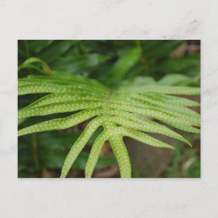 Tropical Leaf Postcard