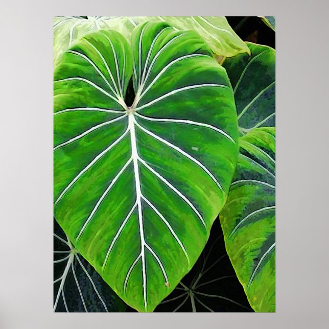Tropical Leaves, Elephant Ears, Dark Green Poster (Front)
