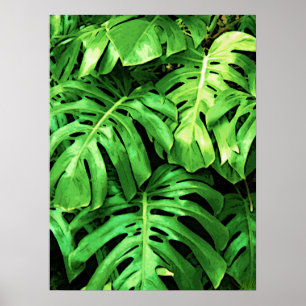 Tropical Leaves Splitleaf Philodendron, Dark Green Poster