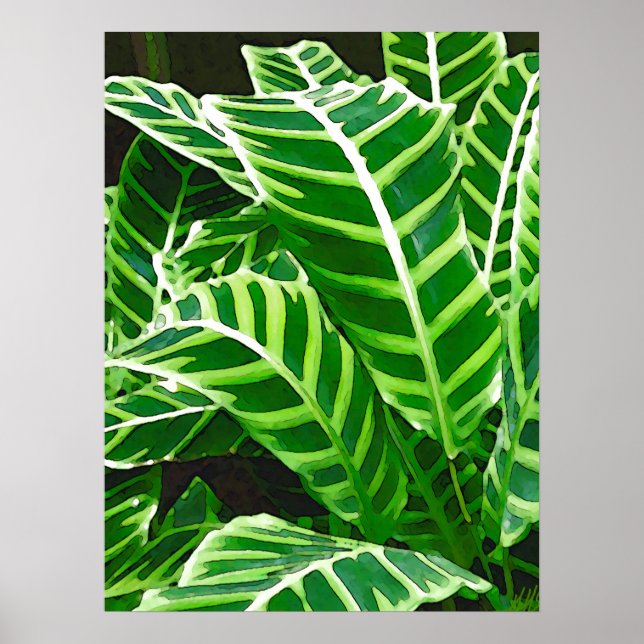 Tropical Leaves, Zebra Plant, Dark Green Poster (Front)