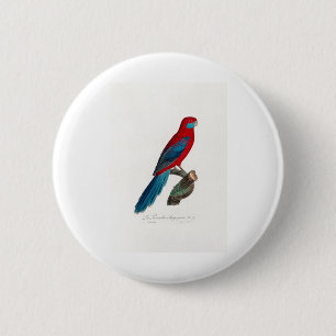 tropical macaw parrot 6 cm round badge