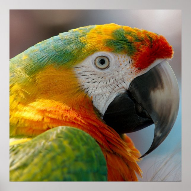 Tropical Macaw Parrot Poster (Front)