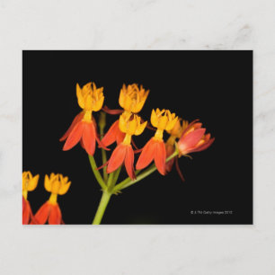Tropical Milkweed (Asclepias curassavica) - Postcard