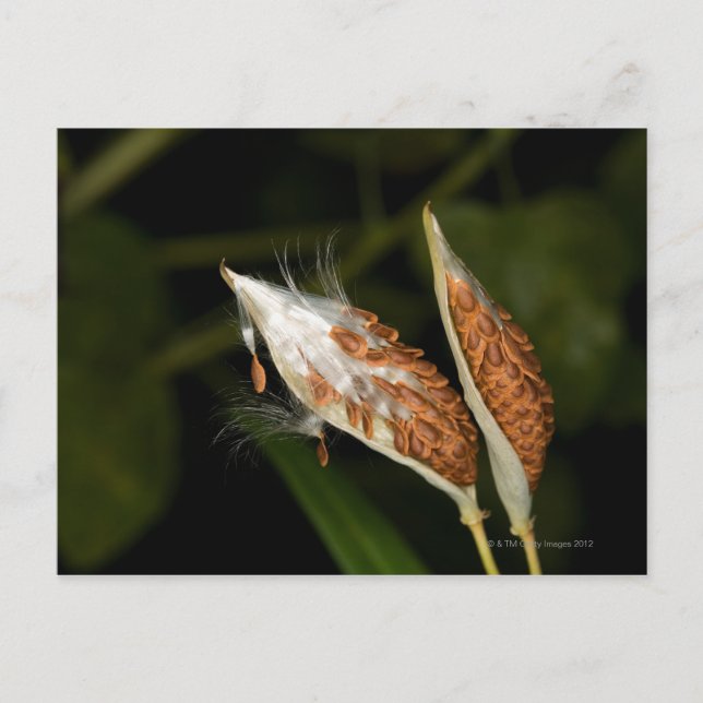 Tropical Milkweed  seed pods (Asclepias Postcard (Front)