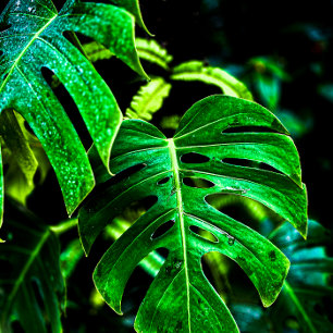 Tropical Monstera Glow – Jungle Leaf Photography Tea Towel