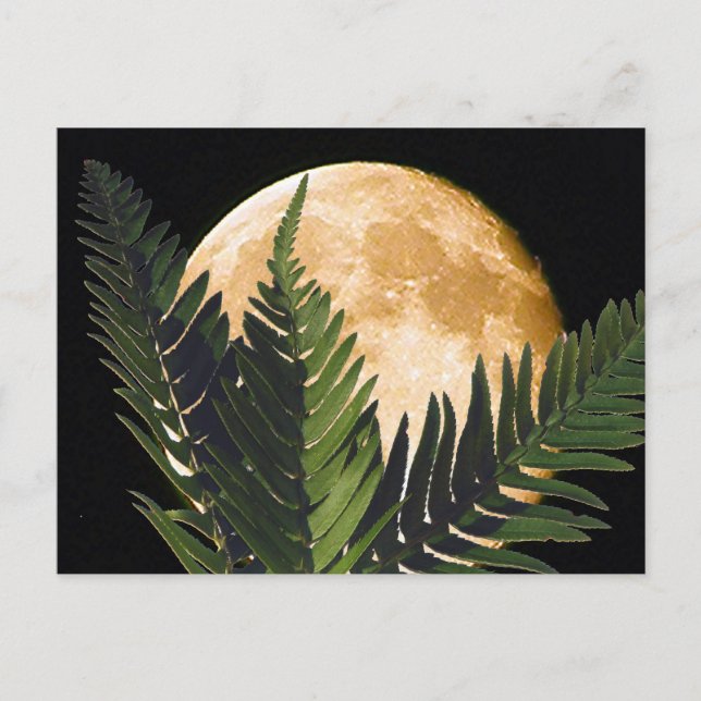 Tropical Moonlight Postcard (Front)