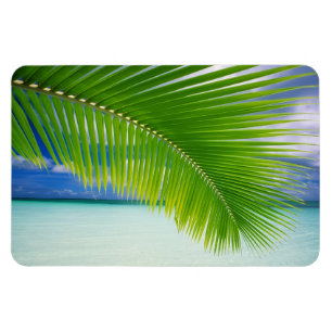 Tropical Ocean Magnet