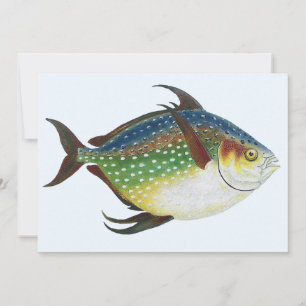 Tropical Opah Fish, Vintage Marine Aquatic Animal
