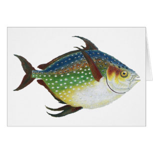 Tropical Opah Fish, Vintage Marine Aquatic Animal