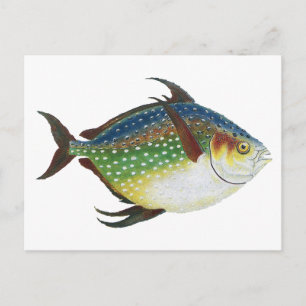 Tropical Opah Fish, Vintage Marine Aquatic Animal Postcard