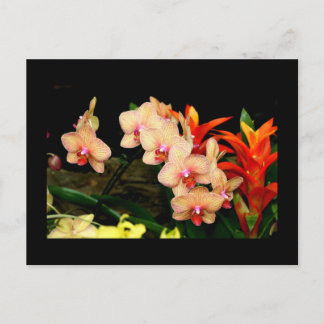 Tropical Orchids Postcard