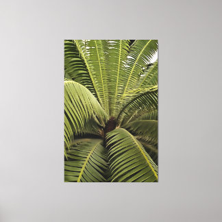 Tropical Palm Botanical Art Dioon Spinulosum  Canvas Print