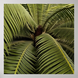 Tropical Palm Botanical Art Dioon Spinulosum  Poster