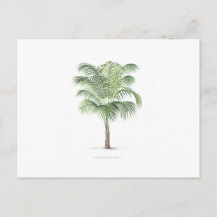 Tropical Palm collection - image 1 Postcard
