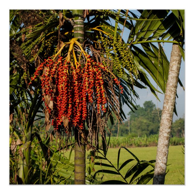 Tropical Palm Fruit Bali Square Art Poster (Front)