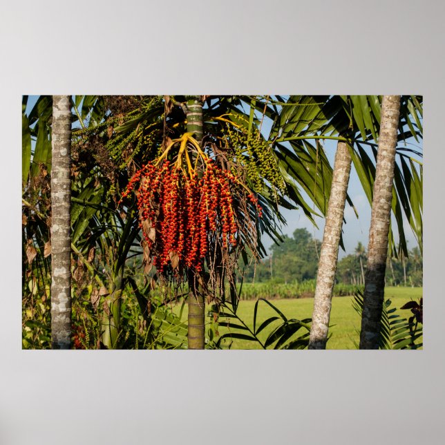 Tropical palm fruit - POSTER Wall ART (Front)