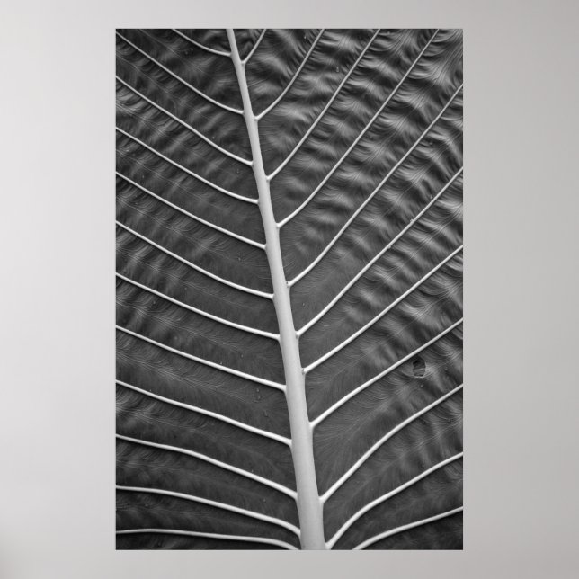 Tropical Palm Leaf Black and White Photograph Poster (Front)