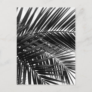 Tropical Palm Leaves - Black and White Photography Postcard