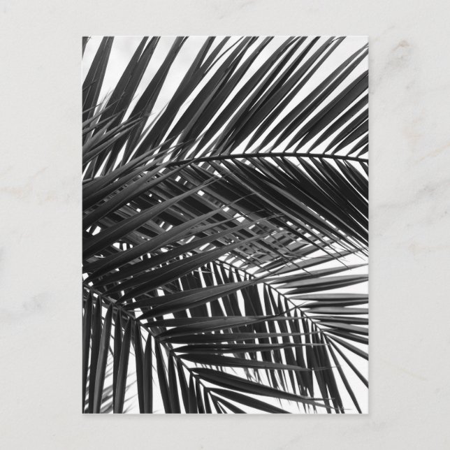 Tropical Palm Leaves - Black and White Photography Postcard (Front)
