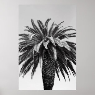 Tropical Palm Tree Poster,Print Poster