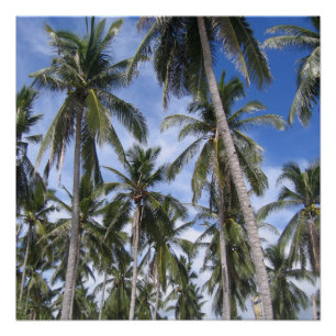 Tropical Palm Trees Poster
