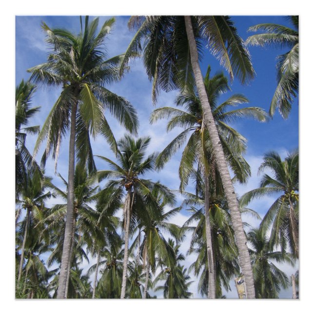Tropical Palm Trees Poster (Front)