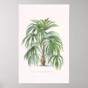 tropical palms, palm tree poster