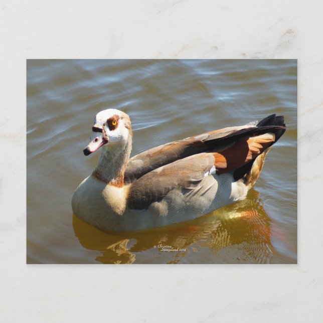 Tropical Paradise Duck Postcard (Front)