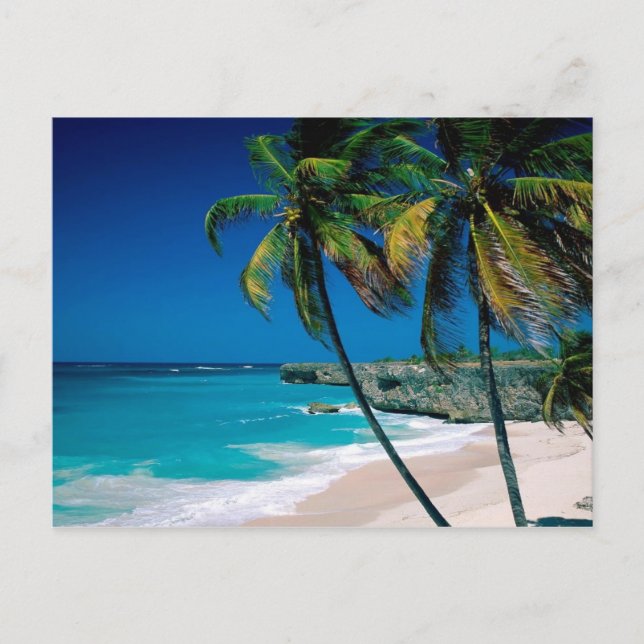 Tropical paradise palmtree beach postcard (Front)