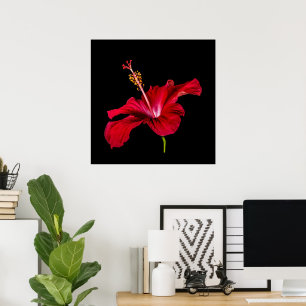 Tropical Paradise Red Hibiscus Flower & Black Poster