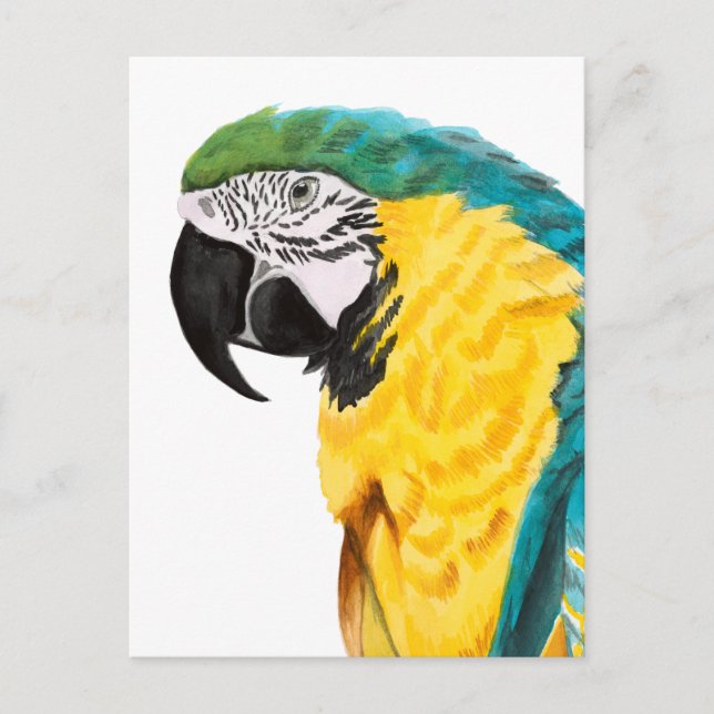 Tropical Parrot Bird Postcard (Front)