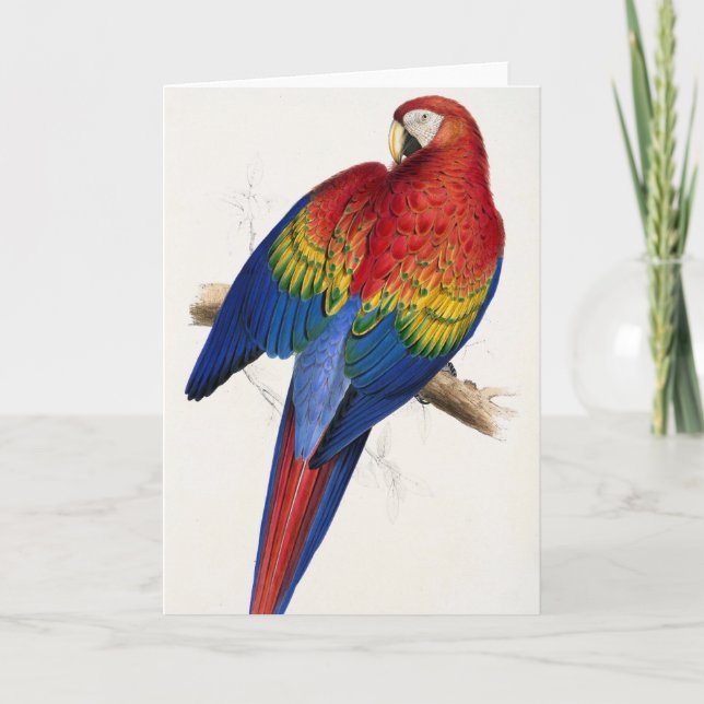 Tropical Parrot Greeting Card (Front)