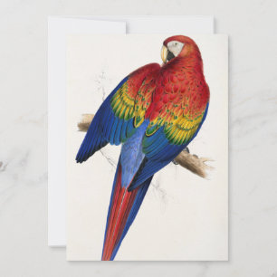 Tropical Parrot Invitations