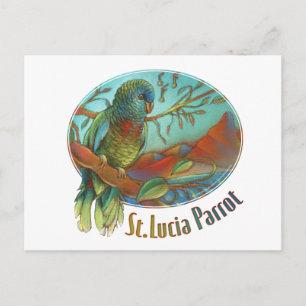 Tropical Parrot of St Lucia Postcard