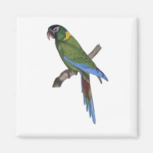 Tropical Parrot Painting for Bird or Beach Lovers Magnet