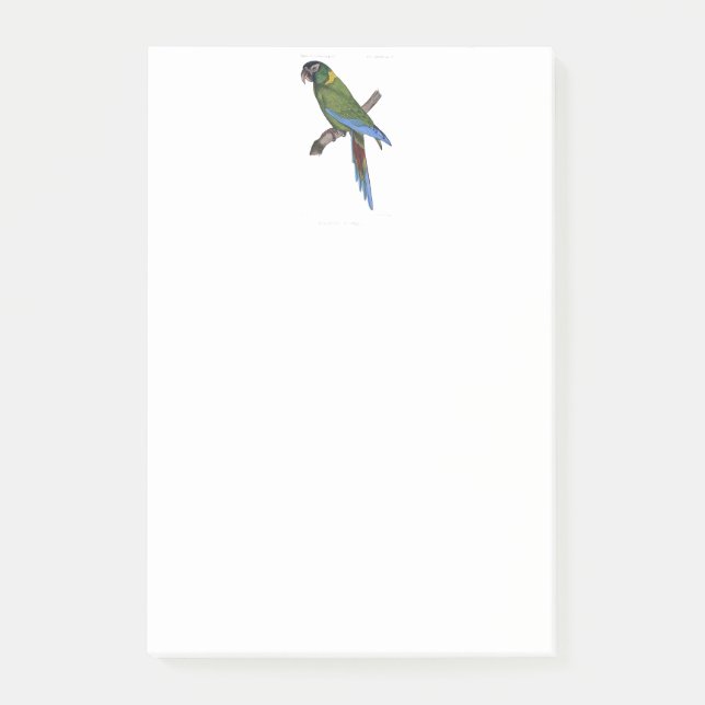 Tropical Parrot Painting for Bird or Beach Lovers Post-it Notes (Front)