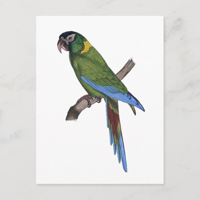 Tropical Parrot Painting for Bird or Beach Lovers Postcard (Front)
