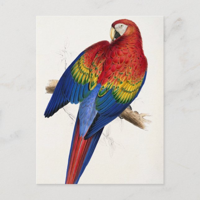 Tropical Parrot Postcard (Front)
