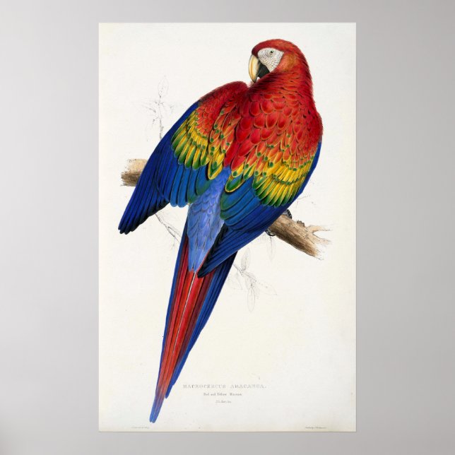 Tropical Parrot Poster (Front)