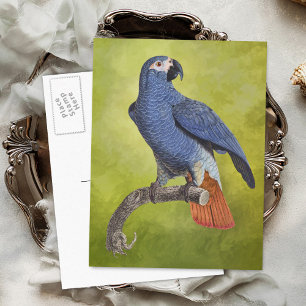 Tropical Parrot Vintage Illustration Postcard