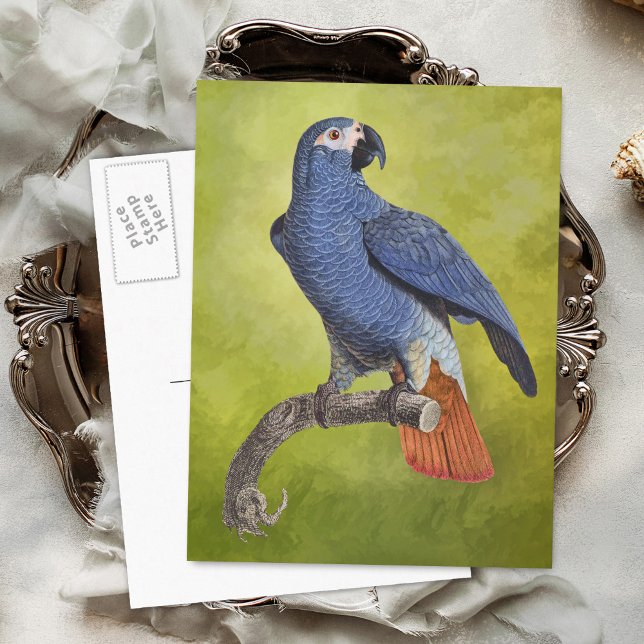 Tropical Parrot Vintage Illustration Postcard (Creator Uploaded)