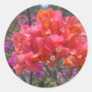 Tropical Pink Bougainvillea Island Floral Classic Round Sticker