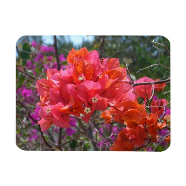Tropical Pink Bougainvillea Island Floral Magnet (Horizontal)