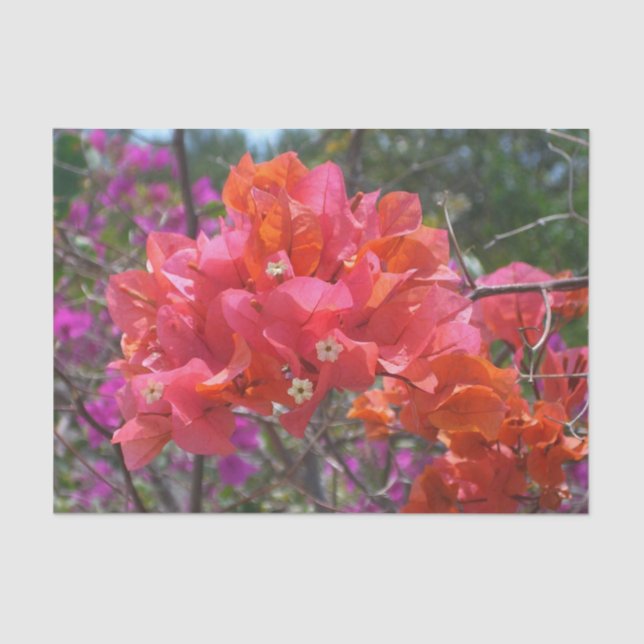 Tropical Pink Bougainvillea Island Floral Tissue Paper (Front)