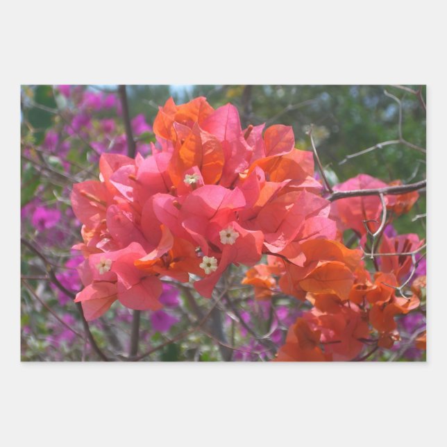 Tropical Pink Bougainvillea Island Floral Wrapping Paper Sheet (Front)