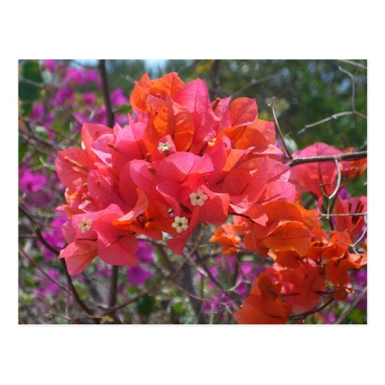 Tropical Pink Bougainvillea Postcard