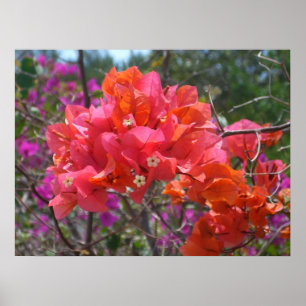 Tropical Pink Bougainvillea Poster