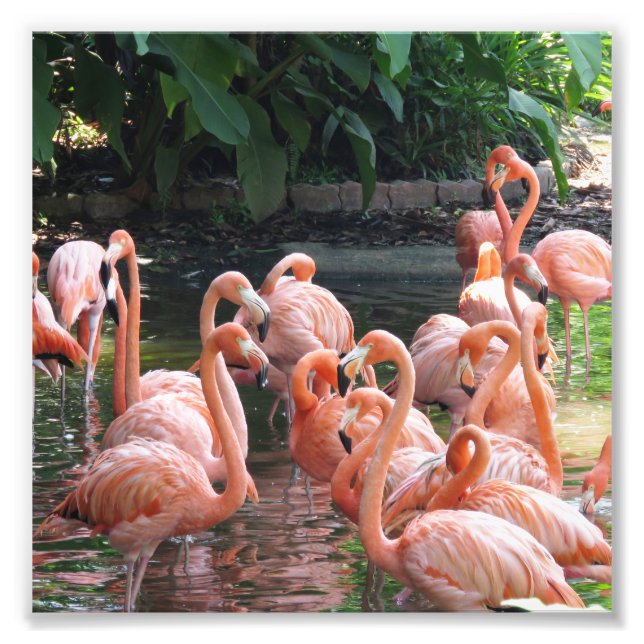 Tropical pink Flamingo birds Photo Print (Front)